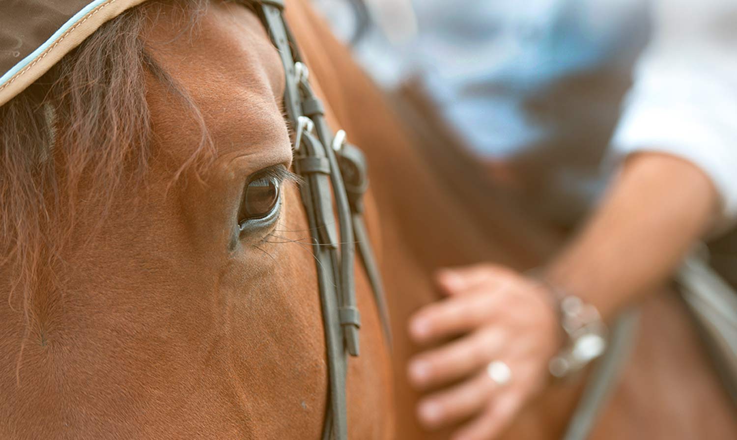 Greenbank Livery Yards in the Lancashire countryside