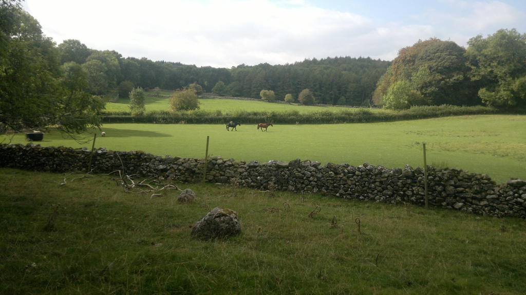 Greenbank stables and grazing