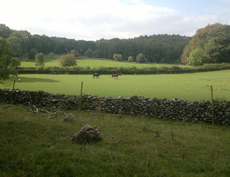 View of Greenbank's fabulous grazing paddocks